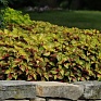 Колеус гибридный (Coleus х hybrida) Колеус гибридный (Coleus х hybrida)