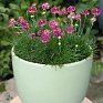 Армерия морская (Armeria maritima)