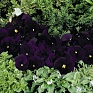 Виола виттрока (Viola wittrockiana)