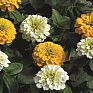 Цинния изящная (Zinnia elegans)