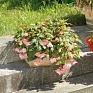 Бегония гибридная ампельная (зеленая листва) (Begonia hybrida) Бегония гибридная ампельная (зеленая листва) (Begonia hybrida)