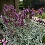 Шалфей канарский (Salvia canariensis) Шалфей канарский (Salvia canariensis)