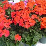 Герань (пеларгония садовая) (Pelargonium x hortorum)