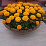 Бархатцы прямостоячие (Tagetes erecta)