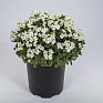 Арабис кавказский (Arabis caucasica)