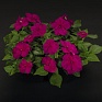 Бальзамин Уоллера (Impatiens walleriana) Бальзамин Уоллера (Impatiens walleriana)