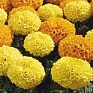 Бархатцы прямостоячие (Tagetes erecta)