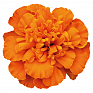 Бархатцы отклоненные (Tagetes patula) Бархатцы отклоненные (Tagetes patula)