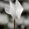 Цикламен персидский (Cyclamen persicum)