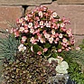 Бегония вечноцветущая (зеленая листва) (Begonia semperflorens)