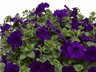 Петуния ампельная гибридная (Fotofinish F1)