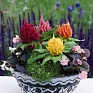 Целозия метельчатая (Celosia plumosa) Целозия метельчатая (Celosia plumosa)