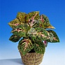 Колеус Блюме (Coleus blumei)