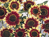 Подсолнечник летний (Florenza)