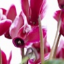 Цикламен персидский (Cyclamen persicum)