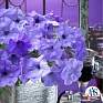 Петуния ампельная гибридная (Petunia х hybrida)