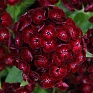 Гвоздика турецкая (Dianthus barbatus)