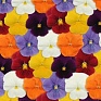 Виола виттрока (Viola wittrockiana) Виола виттрока (Viola wittrockiana)