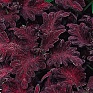 Колеус гибридный (Coleus х hybrida) Колеус гибридный (Coleus х hybrida)