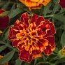 Бархатцы отклоненные (Tagetes patula) Бархатцы отклоненные (Tagetes patula)