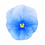 Виола Виттрока (Viola wittrockiana)