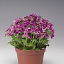 Арабис кавказский (Arabis caucasica)
