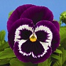 Виола Виттрока (Viola wittrockiana)