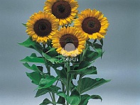 Подсолнечник летний (Sunrich F1)