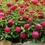Цинния мариландская (Zinnia marylandica) Цинния мариландская (Zinnia marylandica)