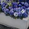 Виола Виттрока (Viola wittrockiana) Виола Виттрока (Viola wittrockiana)