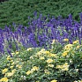 Шалфей мучнистый (Salvia farinacea)