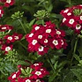 Вербена гибридная (Verbena hybrida)