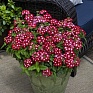 Вербена гибридная (Verbena hybrida)