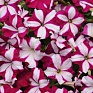 Петуния ампельная гибридная (Petunia х hybrida) Петуния ампельная гибридная (Petunia х hybrida)