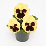 Виола виттрока (Viola wittrockiana) Виола виттрока (Viola wittrockiana)