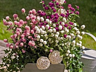 Гомфрена шаровидная (Las Vegas)