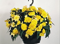 Бегония клубневая махровая ампельная