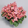 Бегония вечноцветущая (зеленая листва) (Begonia semperflorens)