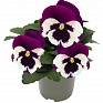 Виола виттрока (Viola wittrockiana)
