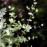 Эвкалипт Гунна (Eucalyptus gunnii)