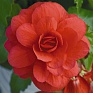 Бегония клубневая махровая ампельная (Begonia tuberhybrida) Бегония клубневая махровая ампельная (Begonia tuberhybrida)