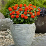 Цинния изящная (Zinnia elegans) Цинния изящная (Zinnia elegans)