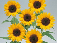 Подсолнечник летний (Premier F1)