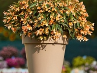 Бегония боливийская ампельная (Copaсabana F1)