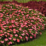 Бальзамин гибридный межвидовой (Impatiens walleriana) Бальзамин гибридный межвидовой (Impatiens walleriana)