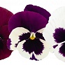 Виола виттрока (Viola wittrockiana) Виола виттрока (Viola wittrockiana)