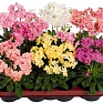 Левизия (Lewisia cotyledon)