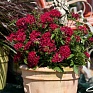 Пентас ланцетовидный (Pentas lanceolata)