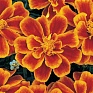 Бархатцы отклоненные (Tagetes patula) Бархатцы отклоненные (Tagetes patula)