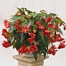 Бегония клубневая махровая ампельная (Begonia tuberhybrida) Бегония клубневая махровая ампельная (Begonia tuberhybrida)
